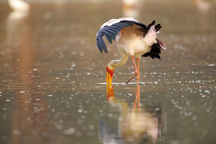 Yellow-billed stork in Mana Pools