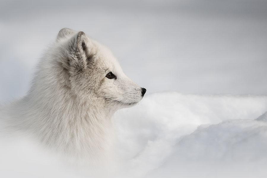 Say hello to the Arctic fox (if you can spot it against a snowy backdrop)