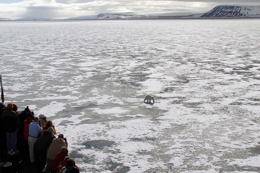 Will you be lucky enough to spot a roaming Polar bear?