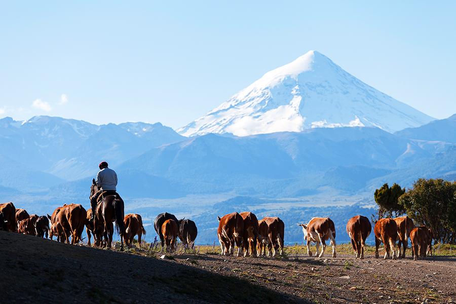 A gaucho herding cattle in Patagonia, Argentina