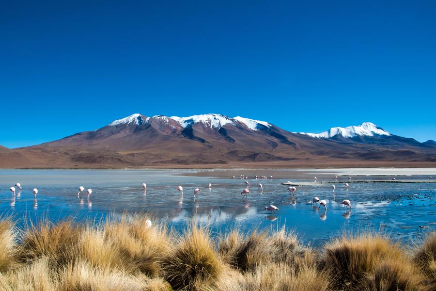 Flamingos on the Altiplano, Bolivia | Top ten things to do in Bolivia