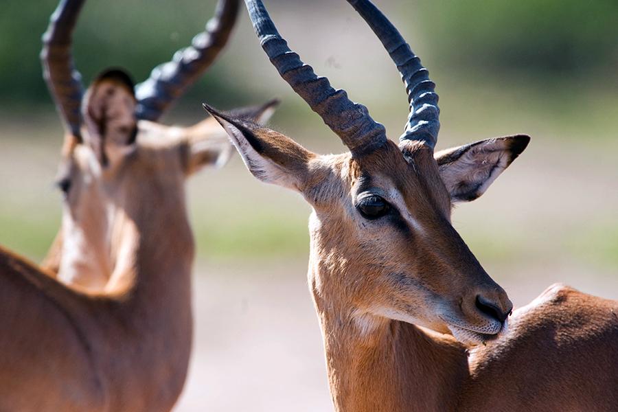 Antelope, Chobe National Park, Botswana | Top 10 things to do in Botswana