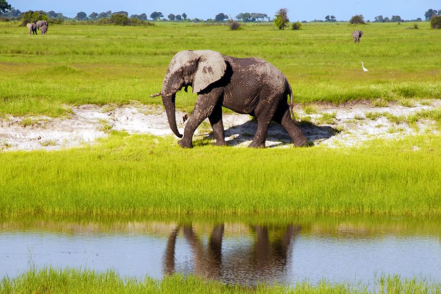 Elephant, Chobe National Park, Botswana