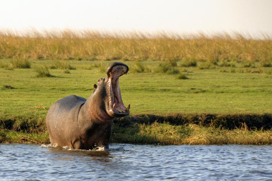 Set off in search of hippos lurking in the water