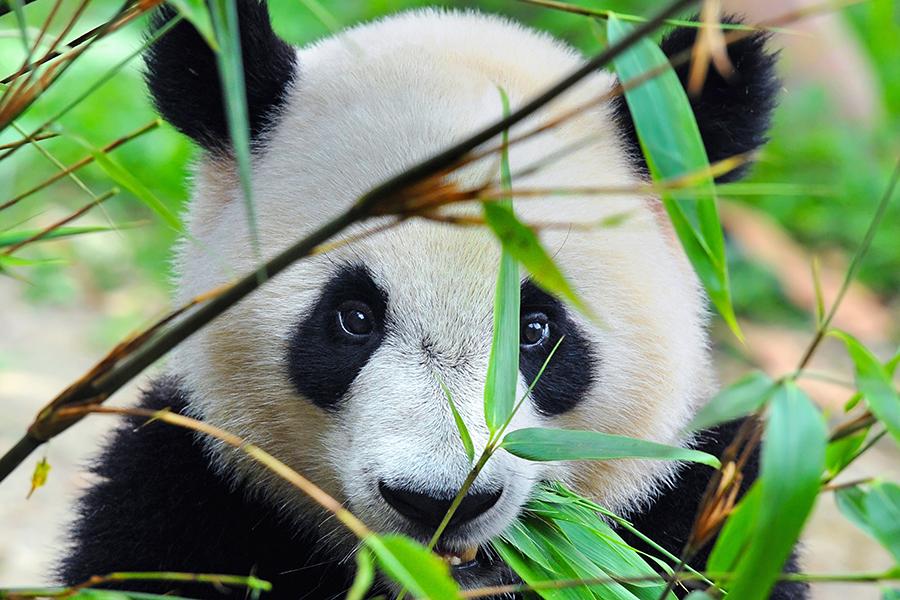 A giant panda, Chengdhu, China | China Travel Guide