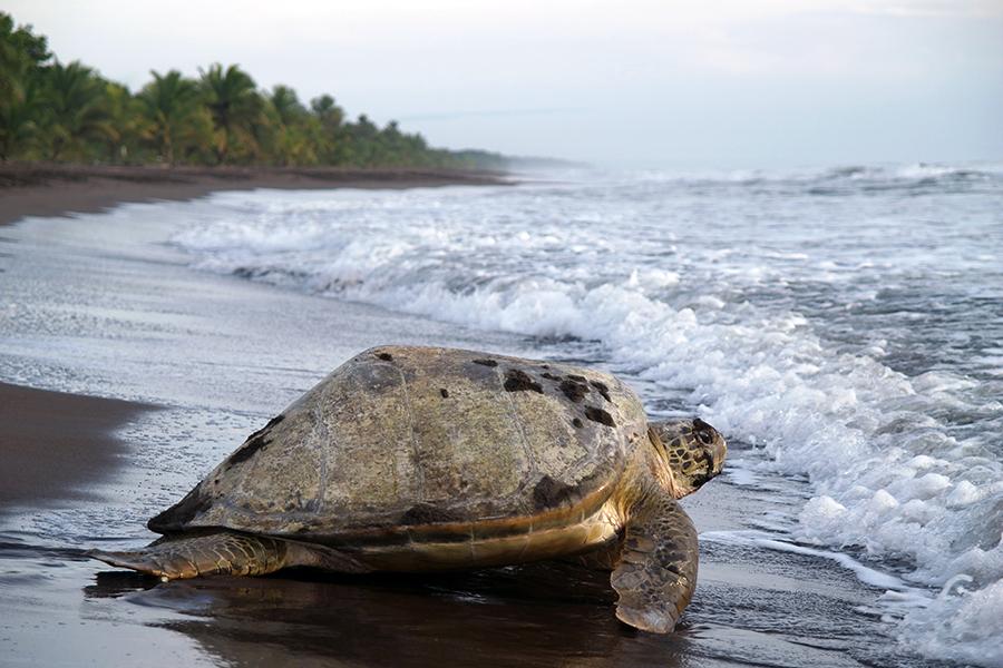 Turtle, Tortuguero National Park, Costa Rica