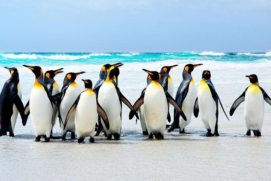 Majestic King Penguins line the shores of the Falkland Islands