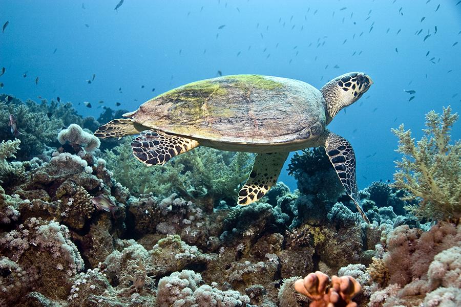 Hawksbill turtle, Mamanuca Islands, Fiji