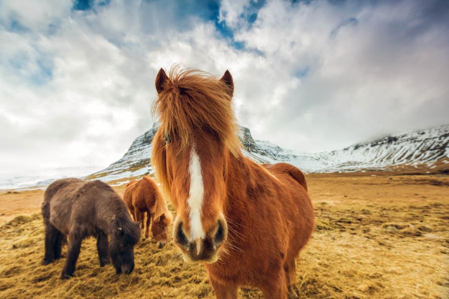 Meet Icelandic ponies - uniquely adapted to life here