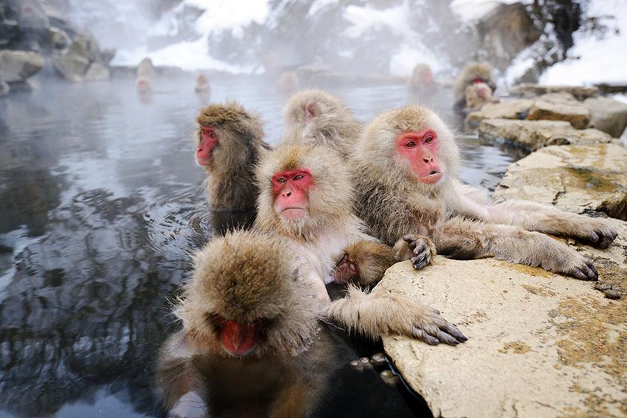The wild snow monkeys of the Japanese Alps