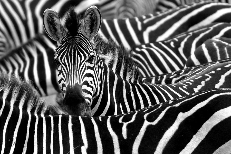 Zebra, Kenya