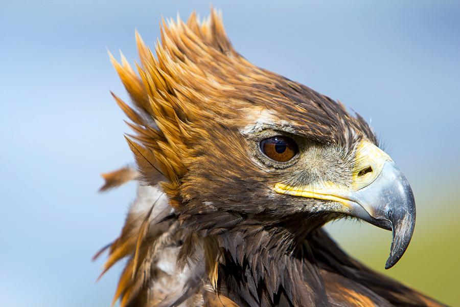 Hunters use trained golden eagles to hunt foxes, marmots and wolves