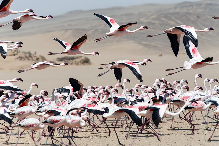 Flamingoes, Namibia | Top 10 things to do in Namibia
