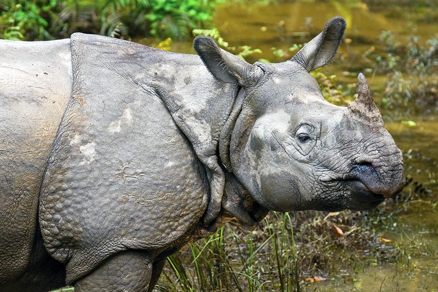 A grey rhino, Chitwan National Park, Nepal