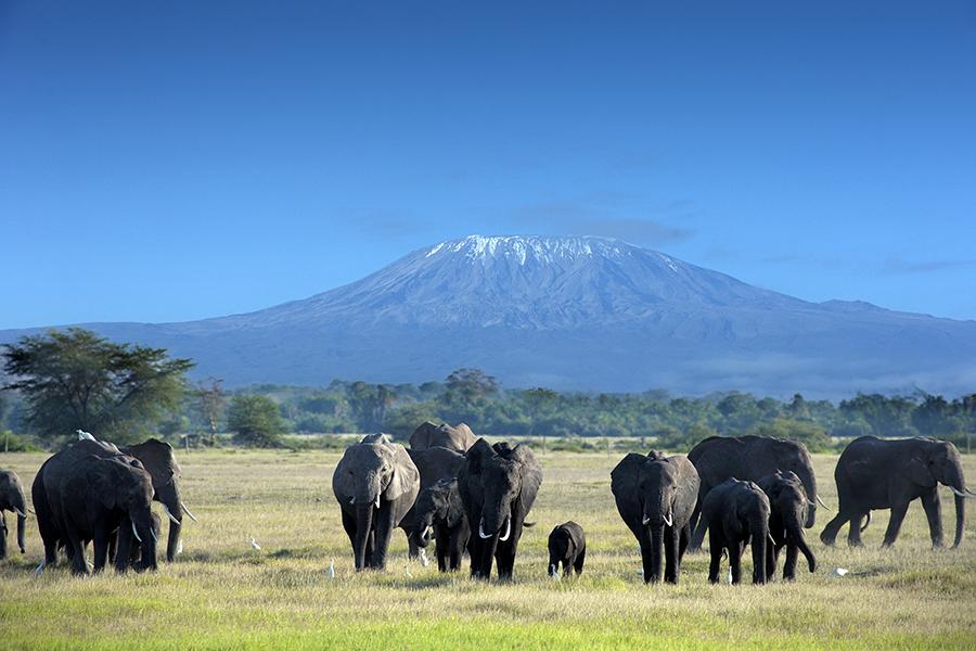 Elephants in Kilimanjaro National Park, Tanzania | Tanzania Travel Guide